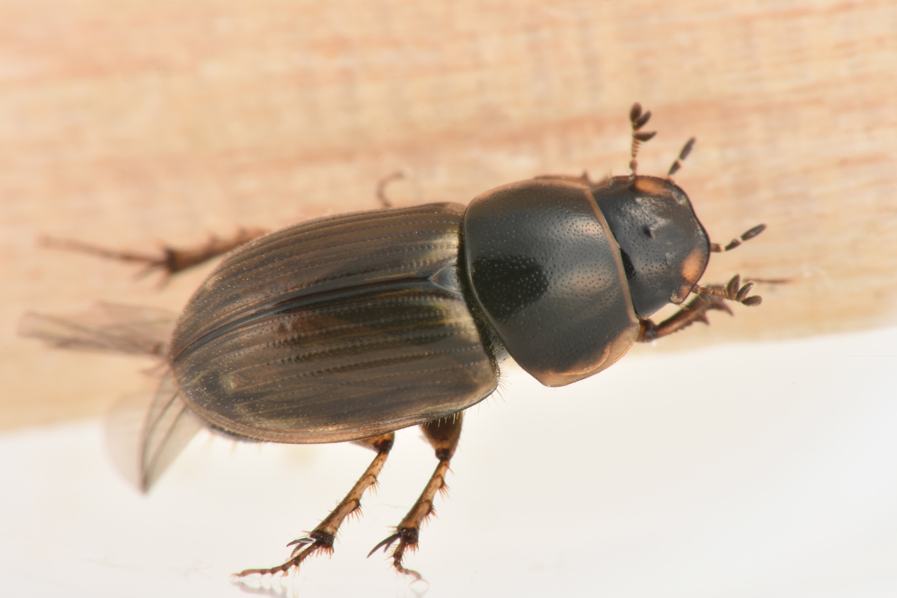 Aphodiidae: Melinopterus consputus?  S.